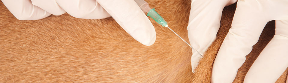 Мифы и правда о вакцинации собак