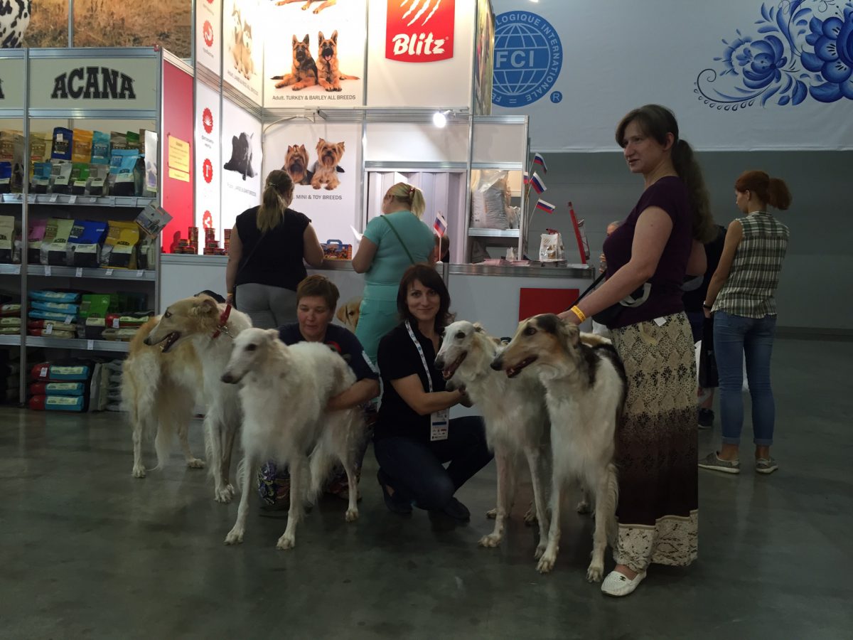 Blitz на Всемирной выставке собак World Dog Show 2016