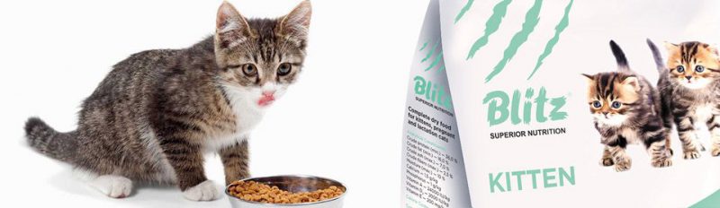 Сколько раз кормить котёнка сухим кормом?