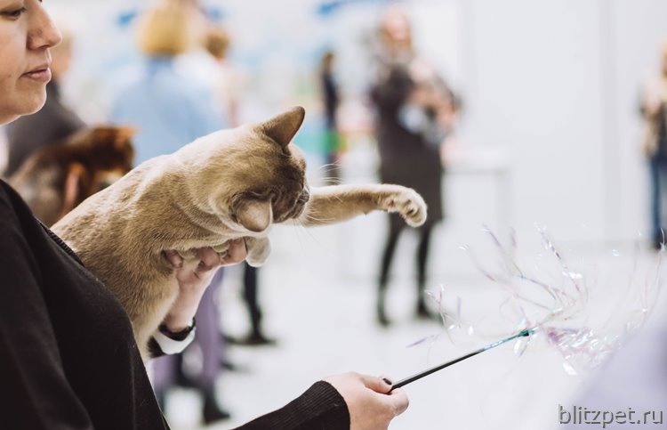 Международная выставка кошек Кэтсбург 2018
