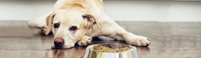 Собака не ест сухой корм: что делать?
