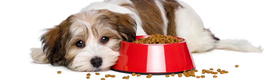 Что делать, если собака перестала есть сухой корм: советы | Blitz