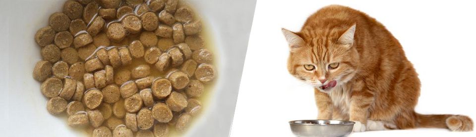 как размочить сухой корм для кошек