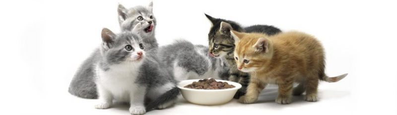 Как размачивать сухой корм для котят?