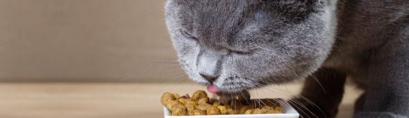 Сколько раз кормить кошку сухим кормом?