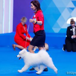 Евразия: собаки 2018