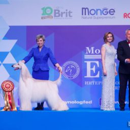 Интернациональная выставка собак Евразия-2018