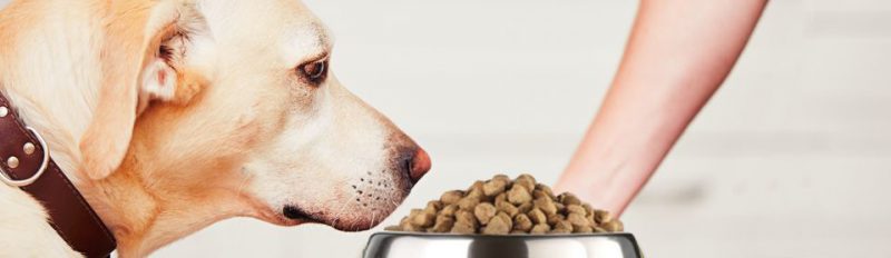 Как кормить собаку сухим кормом