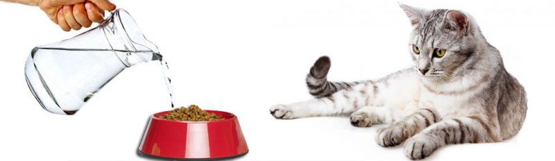 Можно ли размачивать сухой корм для кошек?
