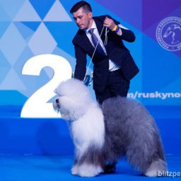 Выставка собак в Москве: Евразия-2018