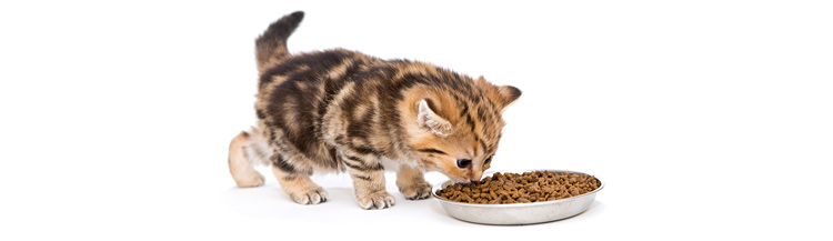 Как переводить котёнка на сухой корм