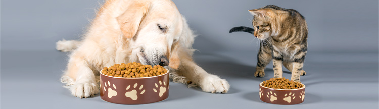 Как правильно кормить сухим кормом собак и кошек?