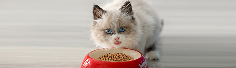 Как кормить котёнка сухим кормом?