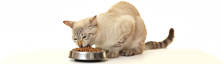 Как кормить кота сухим кормом