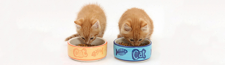 Как приучить котенка к сухому корму