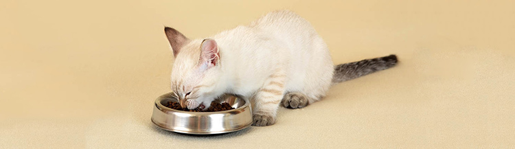 Как кормить котёнка сухим кормом в 3 месяца
