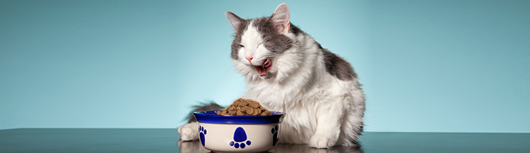 Можно ли кошку кормить только сухим кормом