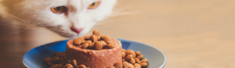 Как кормить кошку сухим и влажным кормом