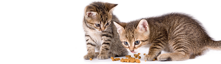 С какого возраста давать сухой корм котятам?