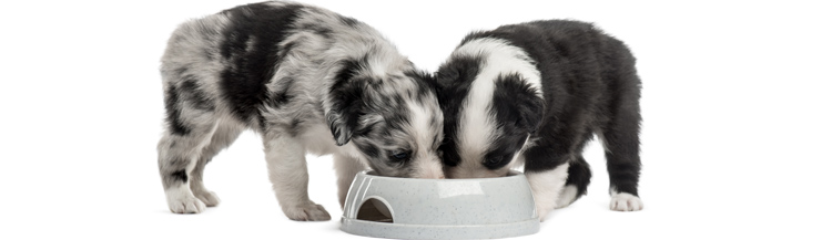 Как кормить щенка в 2 месяца сухим кормом