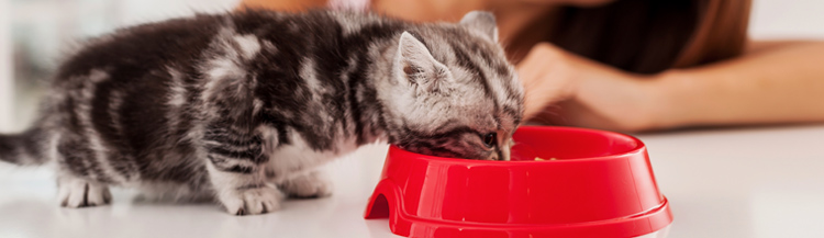 Каким сухим кормом кормить котёнка?