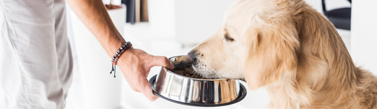 Каким сухим кормом кормить собаку