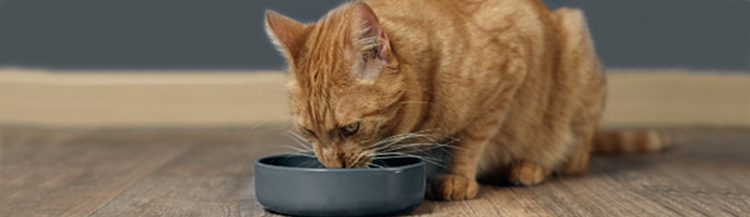 Каким сухим кормом лучше кормить кота?