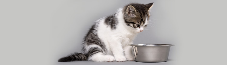 Когда котёнку можно давать сухой корм?