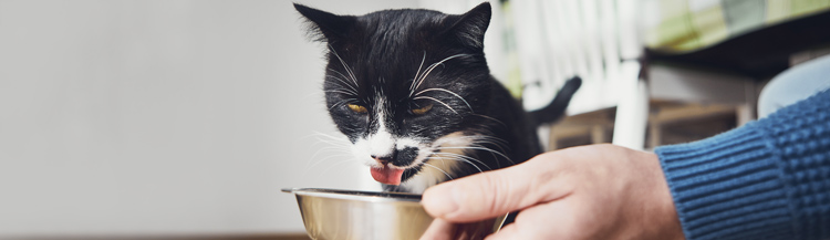 Можно ли давать котам сухой корм?