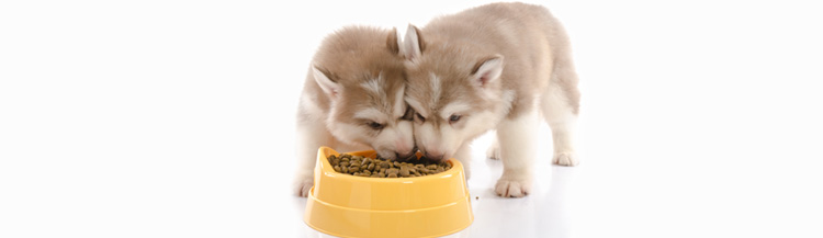 Можно ли кормить щенка сухим кормом, с какого возраста давать щенку сухой  корм | Blitz