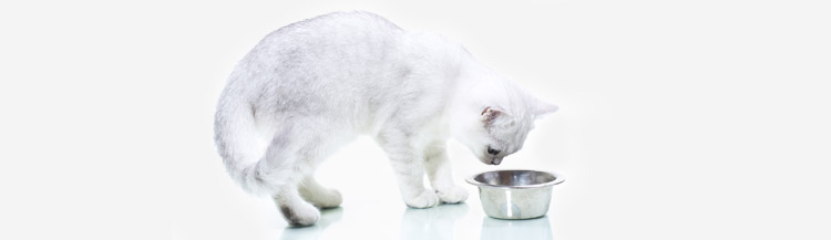 Можно ли кормить кошку разными сухими кормами?