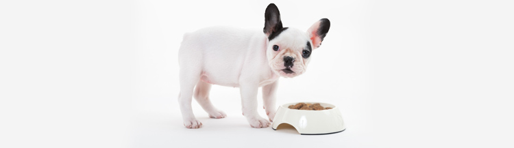Сколько раз кормить собаку сухим кормом?