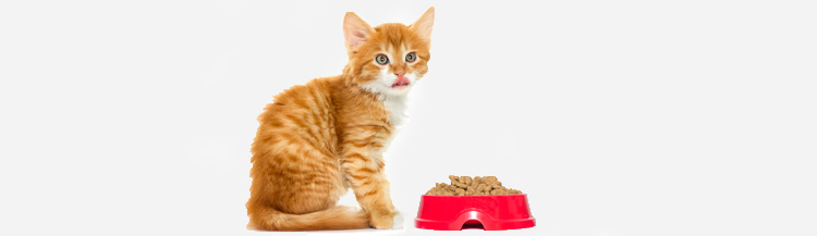 Котёнок не ест сухой корм — как приучить?