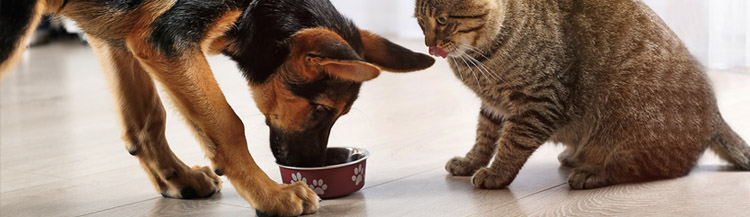 Можно ли собаке кошачий сухой корм?