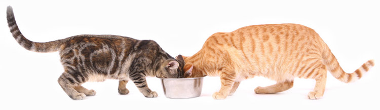 Сколько корма должна съедать кошка?