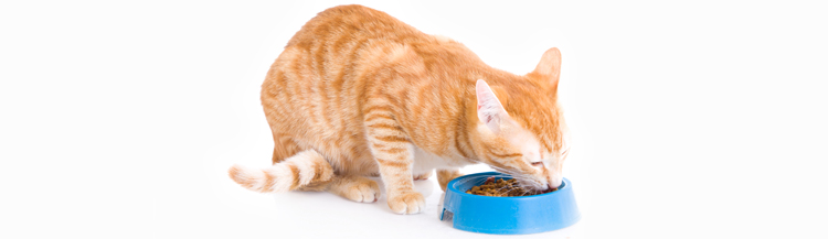 Сколько корма съедает кошка в день?