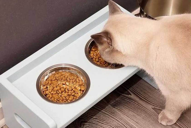Как сравнить корма для кошек