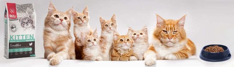 Отличие корма для котят и взрослых кошек | Blitz