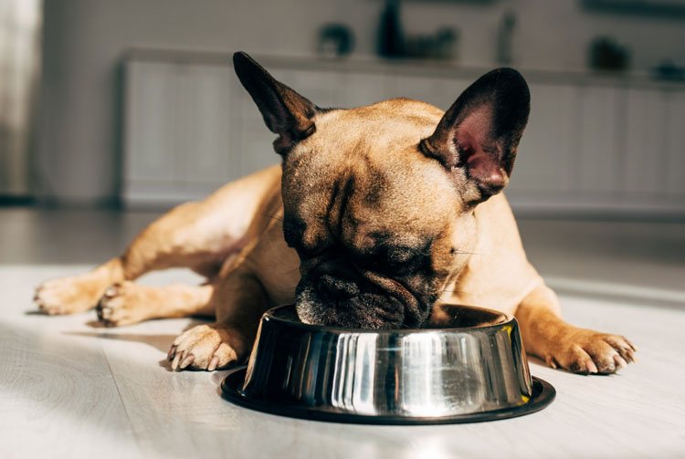 Кормить ли собаку сухим кормом?