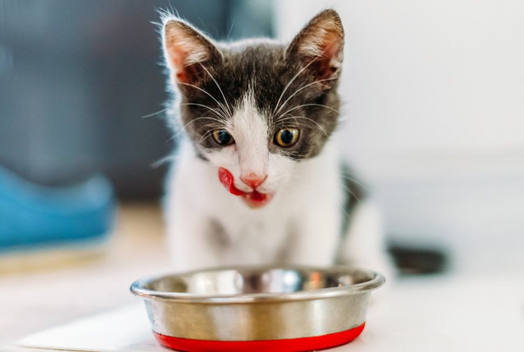 Сочетается ли сухой корм и мясо в кормлении кошек