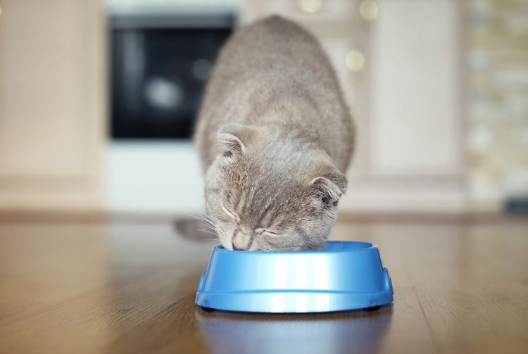 Нормально ли то, что кошка ничего не ест, кроме сухого корма? | Blitz
