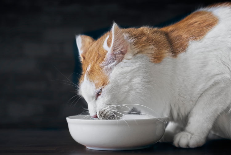 Питание кота сухим кормом