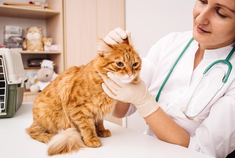 У кошки аллергия на сухой корм — что делать?
