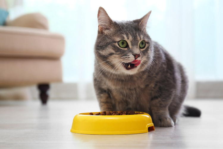 Нужен ли кошкам сухой корм?