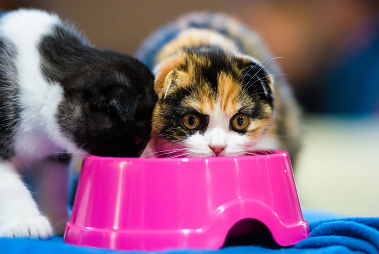 Сколько времени кошка может жить без корма: норма и случаи | Blitz