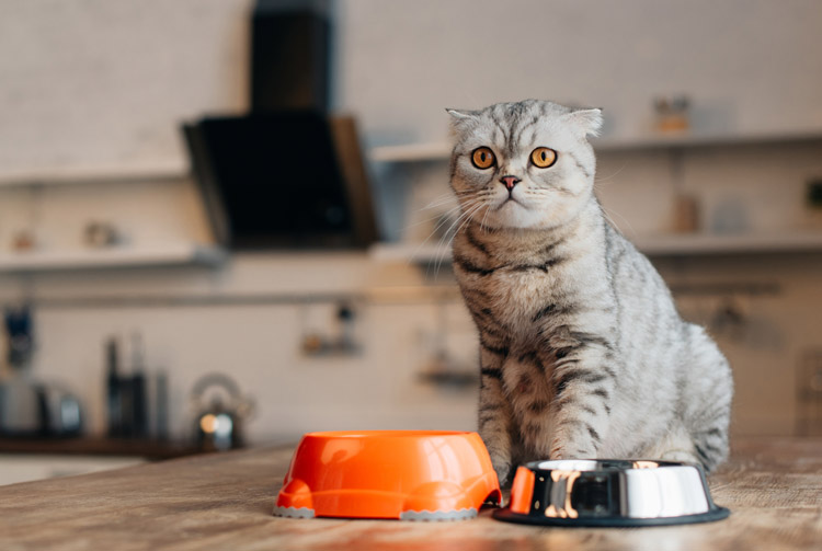 Возможно ли кормление кошек натуральной пищей и сухим кормом? | Blitz