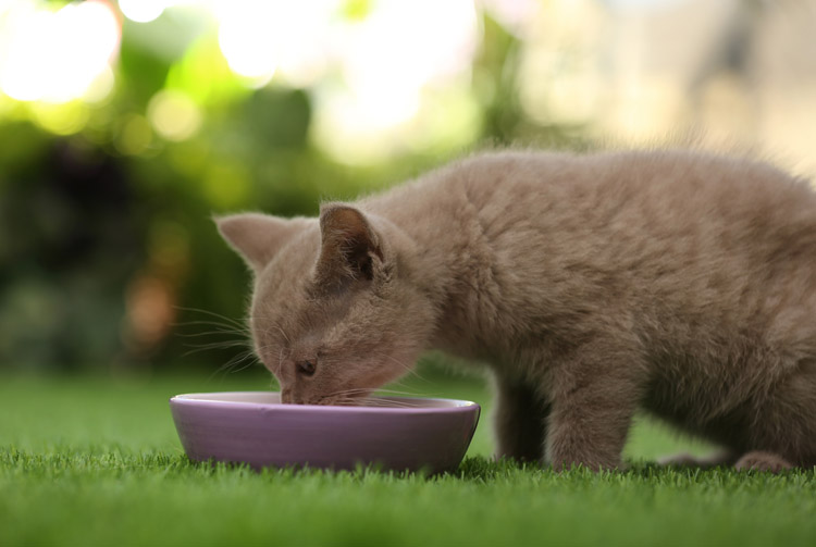 Когда начинать кормление котят сухим кормом | Blitz