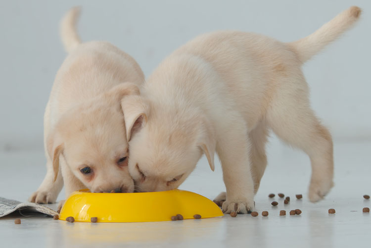 Чем кормить щенка: рацион питания