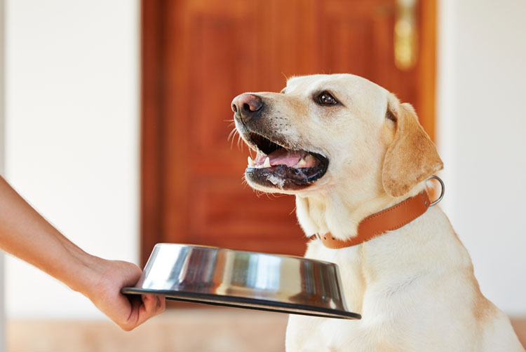 Когда и как переводить собаку на двухразовое питание, в какое время должно  быть кормление собаки при двухразовом питании, нюансы перевода | Blitz