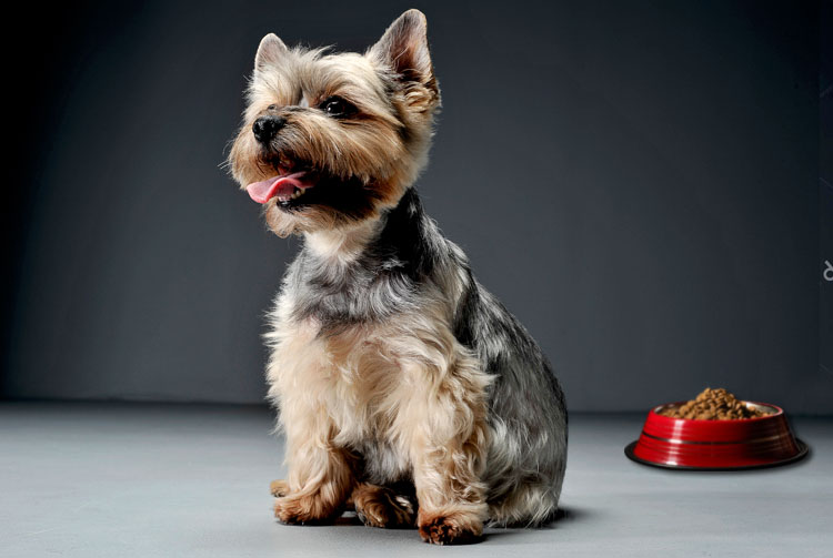 Йоркширский терьер: питание взрослой собаки | Blitz